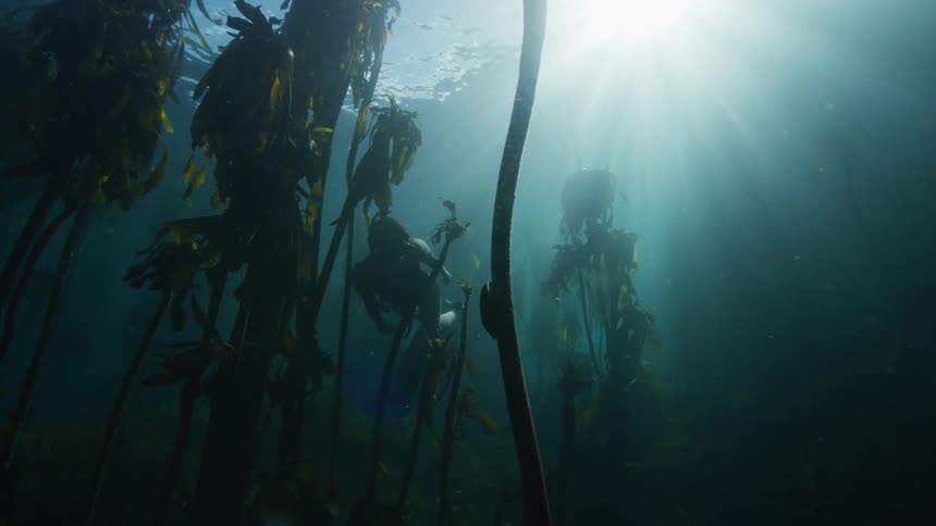 A woman freediving and exploring a kelp forest underwater