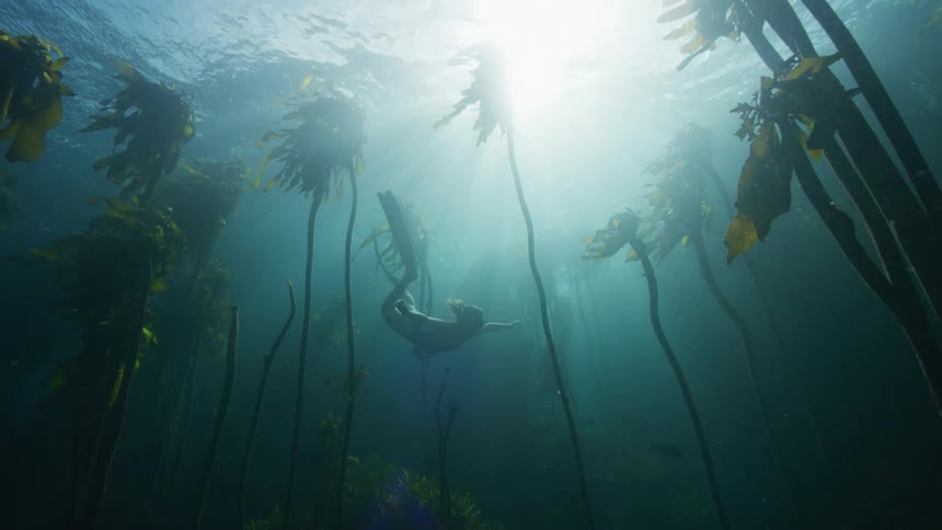 Female diver swims wearing fins through an underwater kelp forest