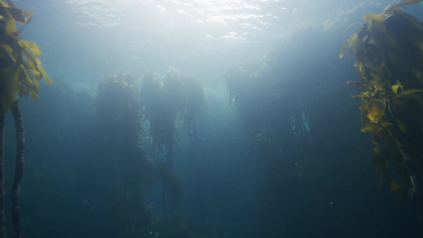 Small fish swim between kelp underwater