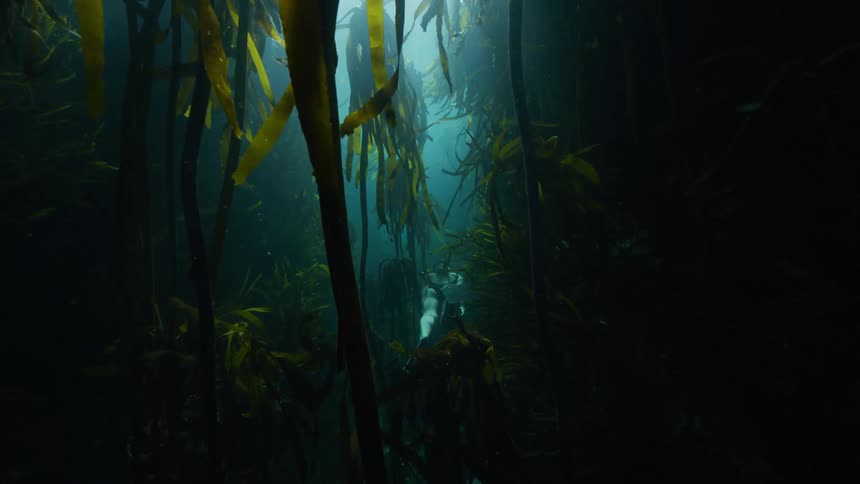A freediver swims through a narrow path between sea kelp