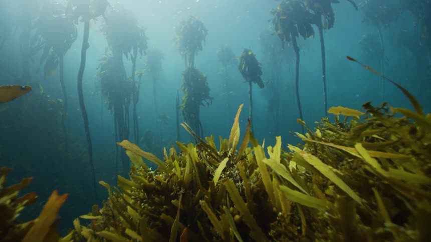 Seaweed and kelp sway in cold water