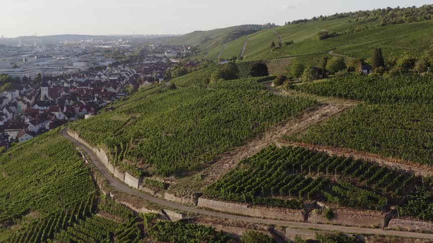 Aerial view of a vineyard on a hillside