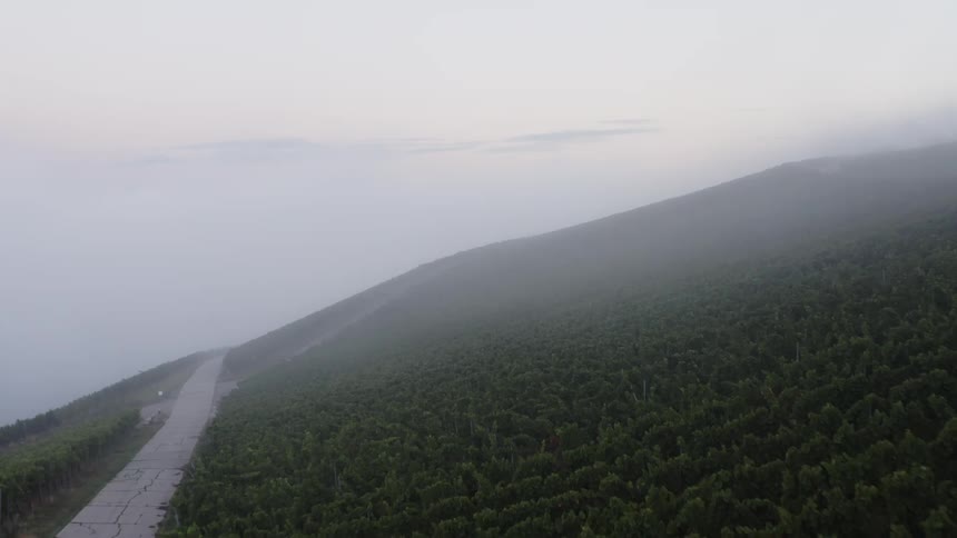 Aerial view of trees in a forest is displayed with haze