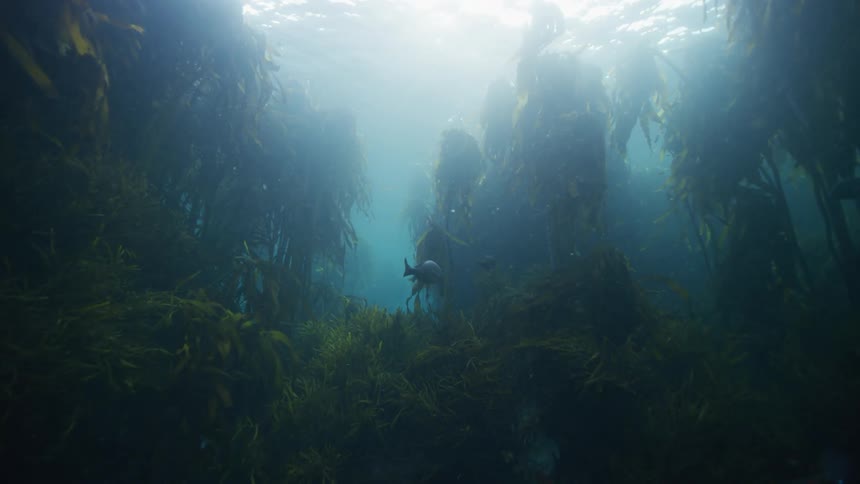 Fish swim underwater