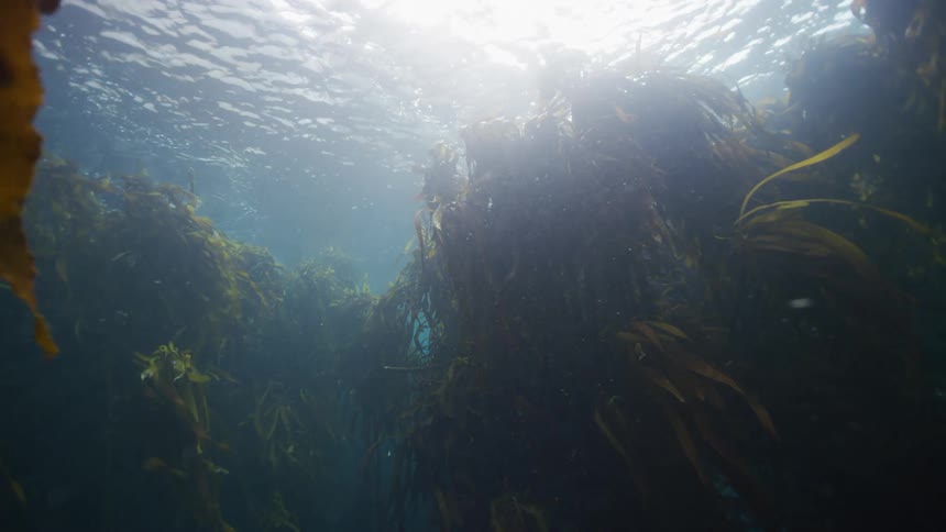Heavy seaweed is underwater