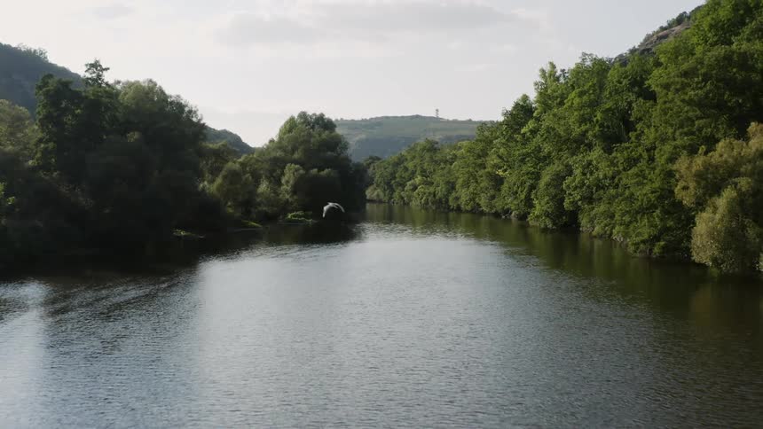 A bird flies above a river next to a forest