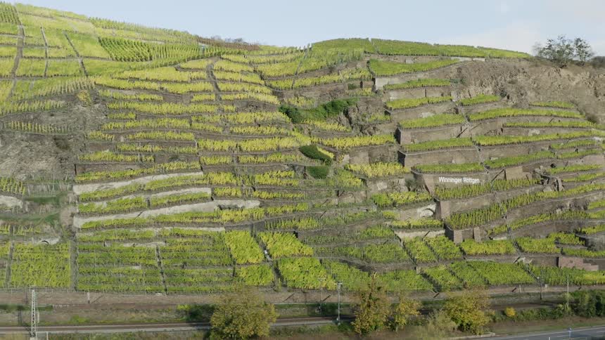 A terraced hillside field with lush green plants and a road at the bottom