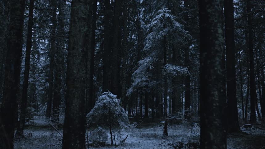 Trees in a forest during winter is displayed