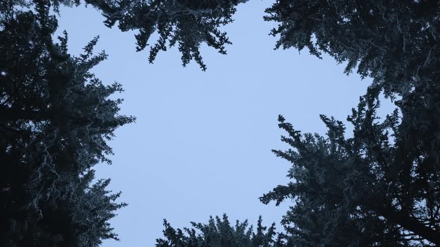 Looking up at trees in the forest under a clear sky