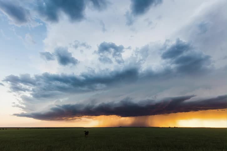 Dark storm clouds are in rotation as lightning flashes and pouring rain over farmland disturbing the cattle