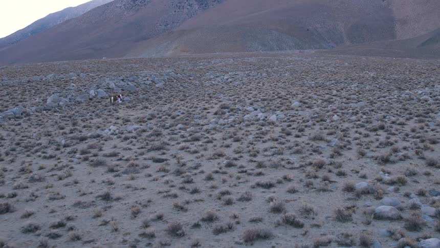 A person leads a horse over a scrubby desert