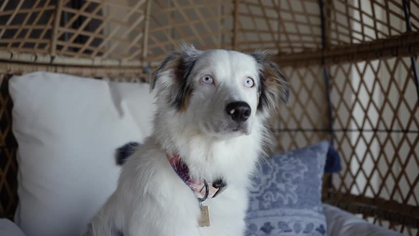 A white dog with dark ears sits in a rattan chair with cushions
