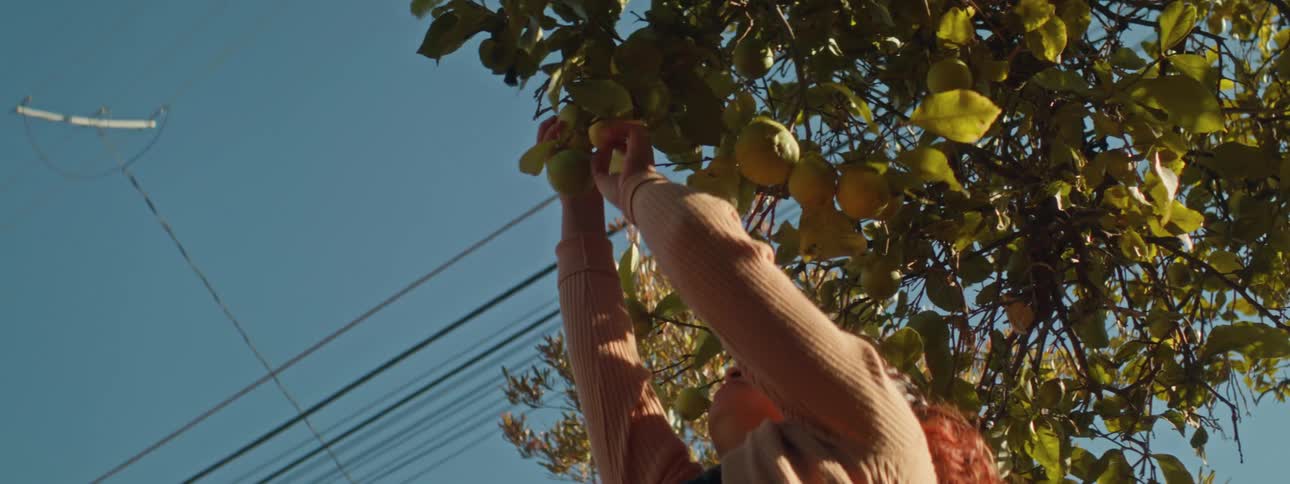 A female reaches up and picks and apple off a tree