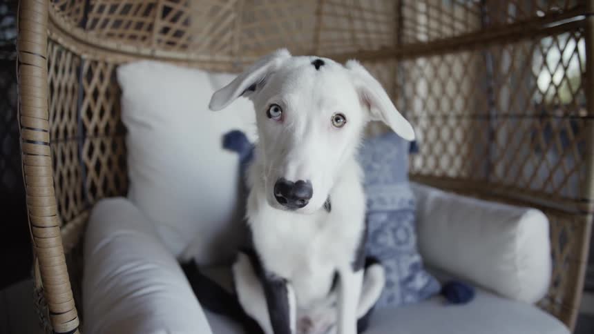 Dog sits in basket chair near windows