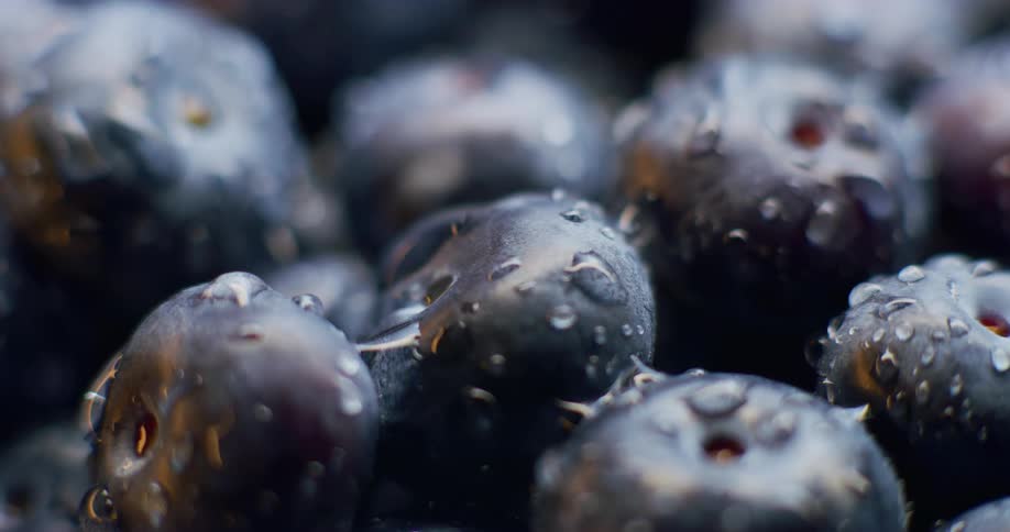 Blueberries are covered with water droplets