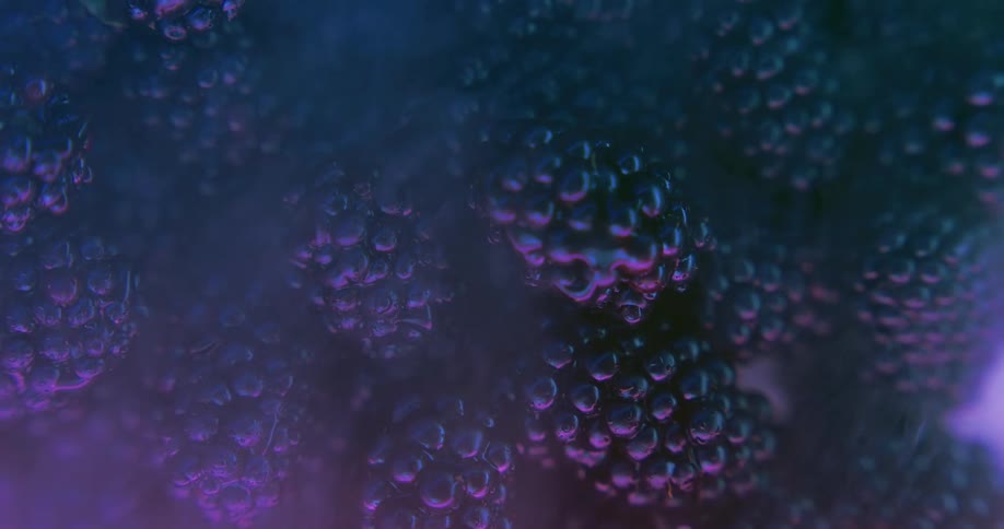 Steam moves over the blackberries