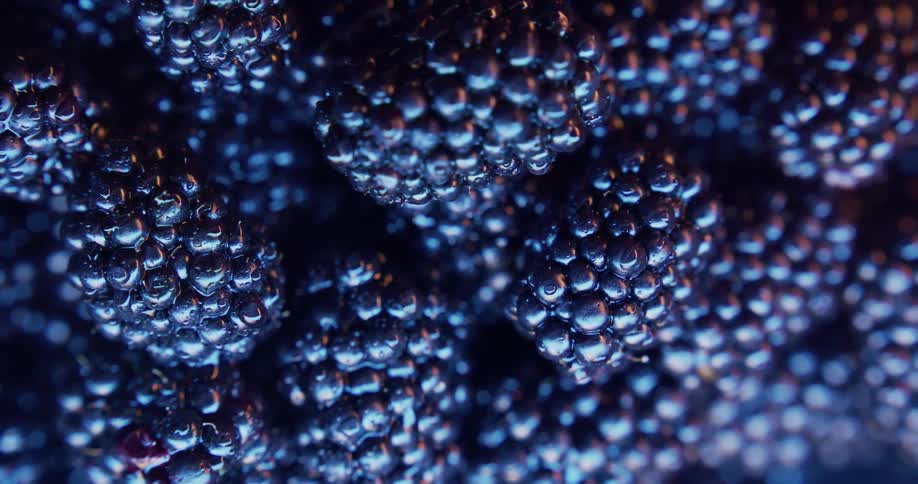 Light shines on blackberries in a bowl