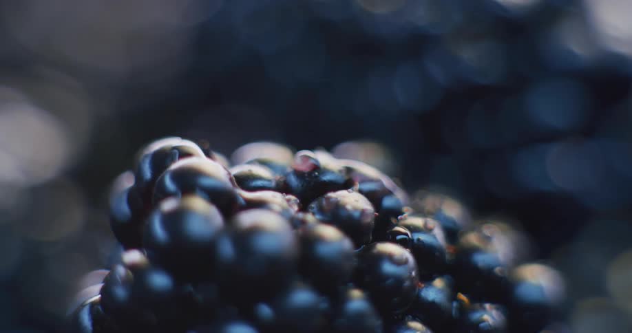 Close up of blackberries