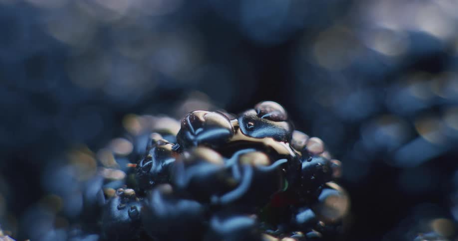 Light reflects on the blackberries