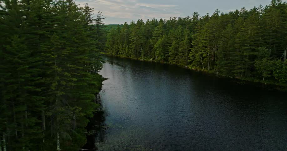 A river through a dense forest during the day