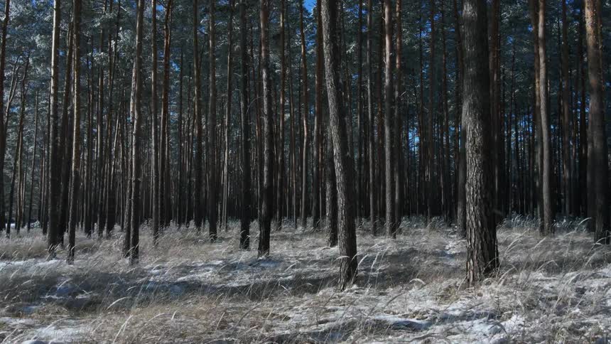 Dead grass and snow cover the ground between tall slender trees