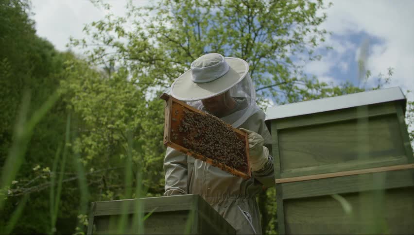 A fascinating view of an old man practicing the traditional craft of beekeeping as he carefully collects honey from a buzzing hive of bees