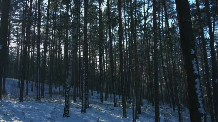 Tall trees growing in a dense forest