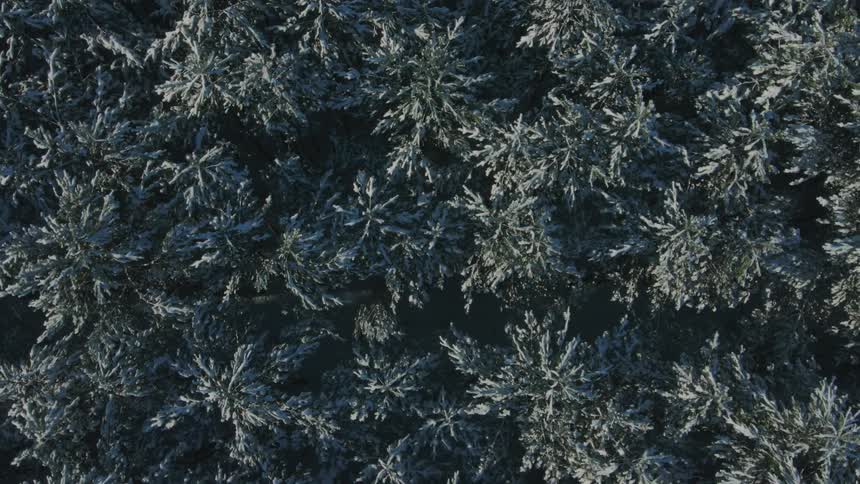 A view of trees are displayed during winter