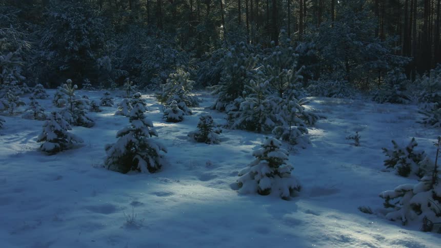 Snow covers small conifer saplings in forest