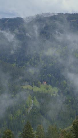 Aerial view of fog covering a forest is displayed