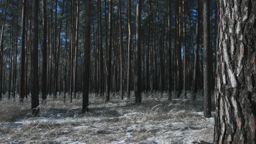 Trees in a forest are displayed during the winter