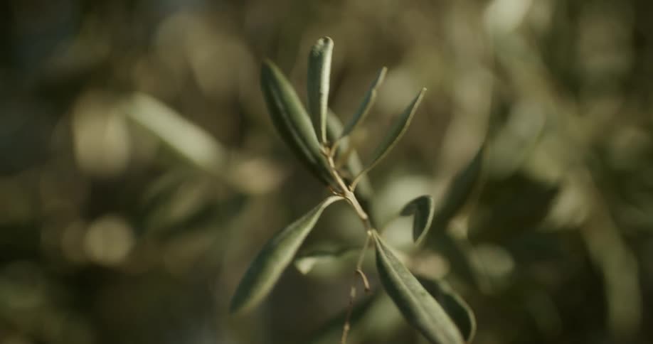 A close up of leaves