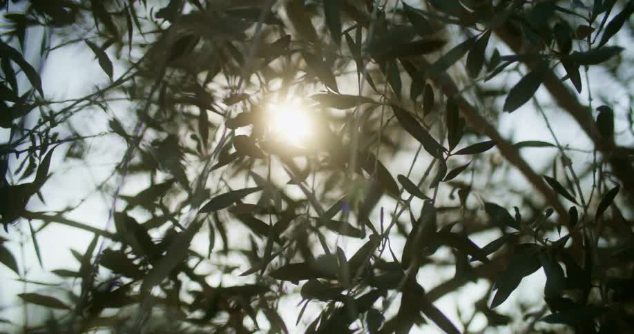 Leaves and branches move in the breeze as the sun shines brightly in the distance