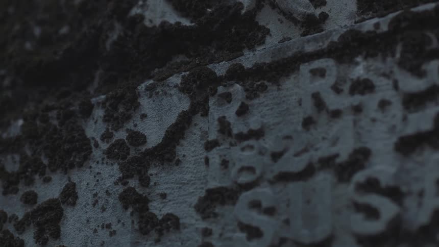 Lichen covering a gravestone