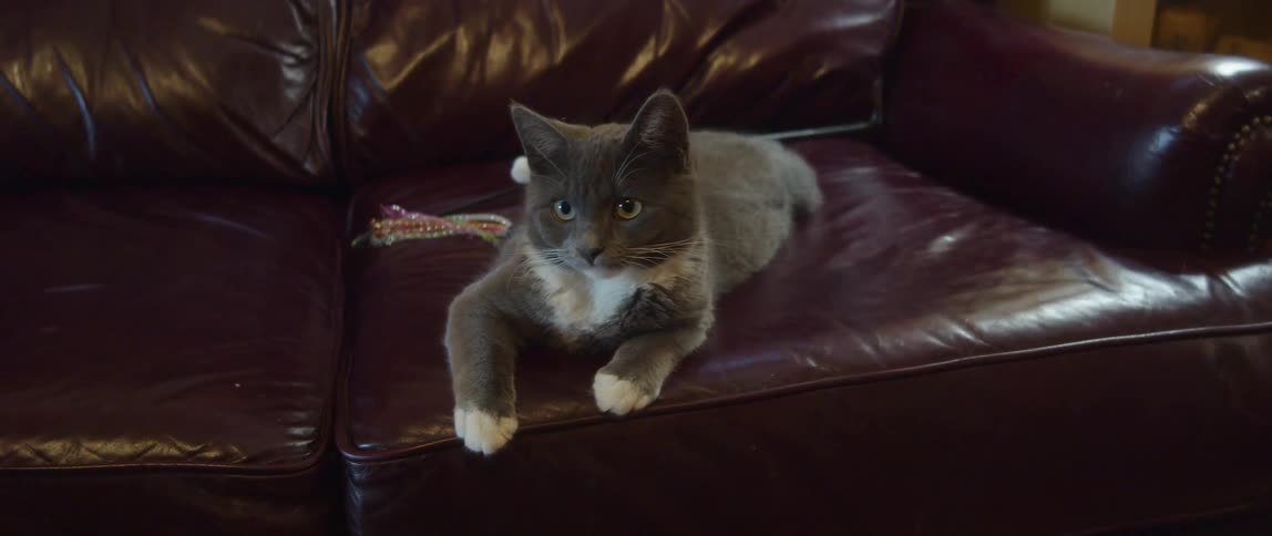 Gray cat sits on brown leather couch