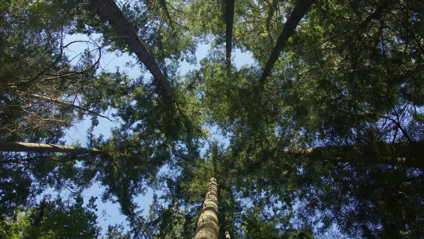 Looking up at trees with tall trunks in the forest under a blue sky