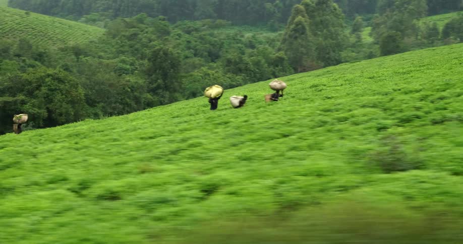 Workers in a green field walking carrying things on their heads and backs
