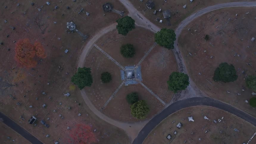 Trees in a cemetery