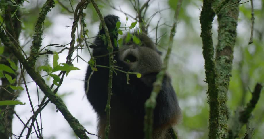 Monkey picks and eats leaves while sitting in tree