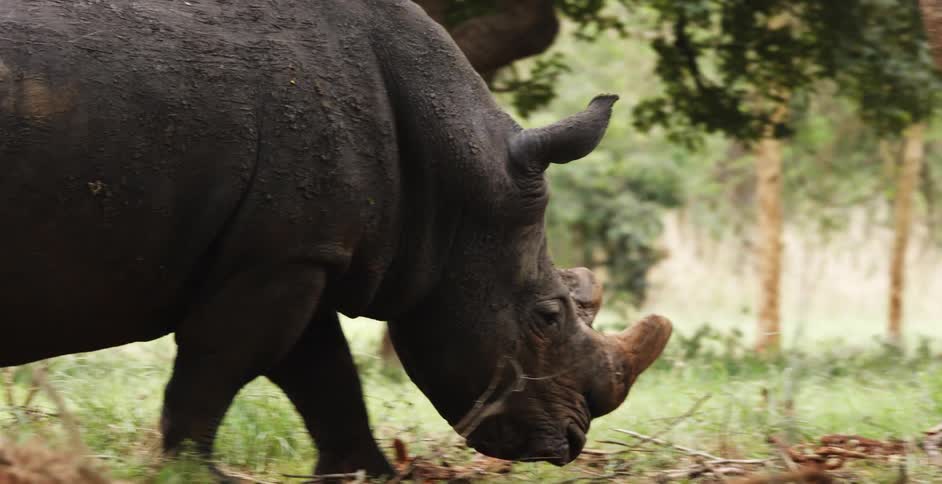 Rhinoceros chews while walking across spaces between trees