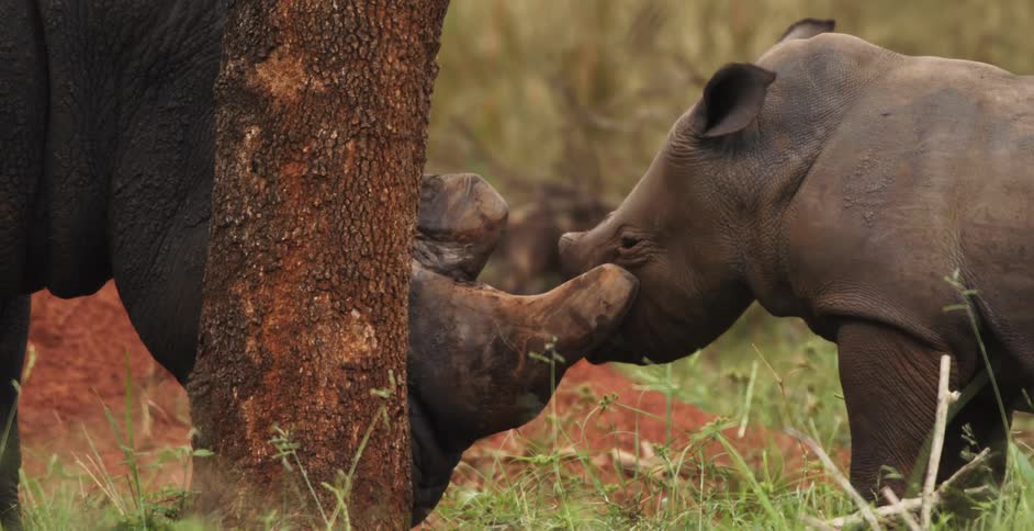 A rhino calf nuzzles the mother rhinos horn as she grazes on grass