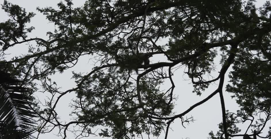 A monkey walking out on a branch leaps off landing on palm fronds