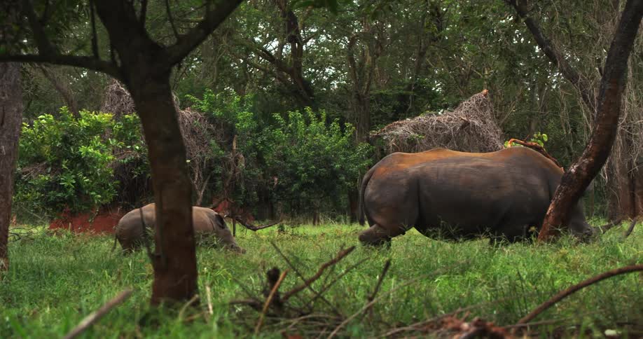 A rhinoceros is walking with her baby right behind her through a heavily wooded and grassy area