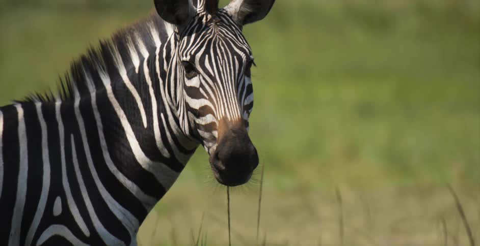 A zebra standing in a grassland turns its head to look into the camera