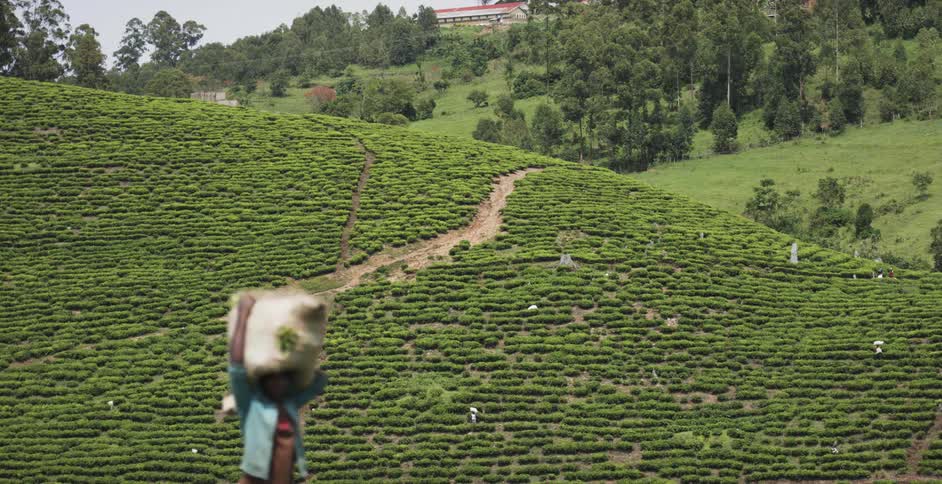 A woman passes by carrying a heavy bag of produce on her shoulders while other workers can be seen working on a farm situated on the hill in the background