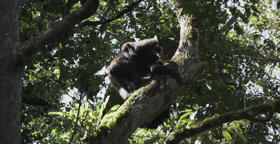 Baby chimpanzee climbs down over adult chimpanzee as they both climb down tree