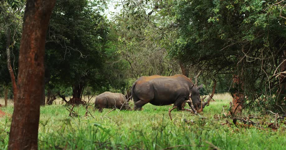 A rhinoceros and its calf walk through a field together during the day