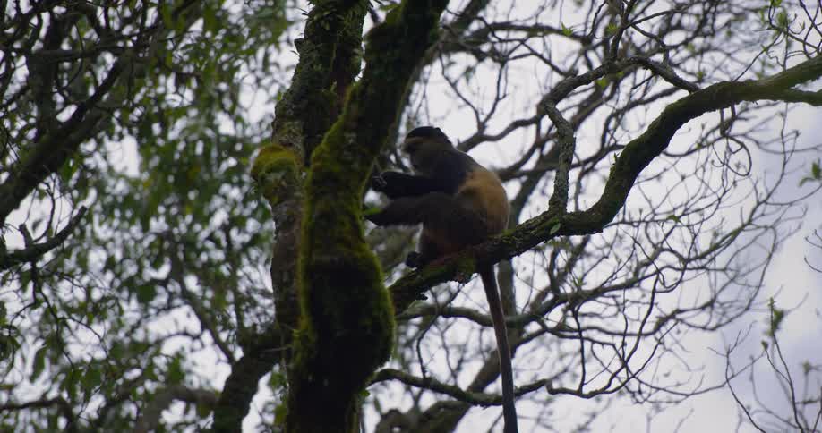 Monkey sits on branch in moss covered tree eating