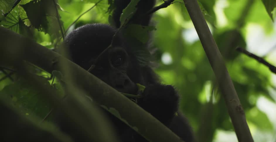 A monkey sits in a tree with a stick in his hand enjoying life