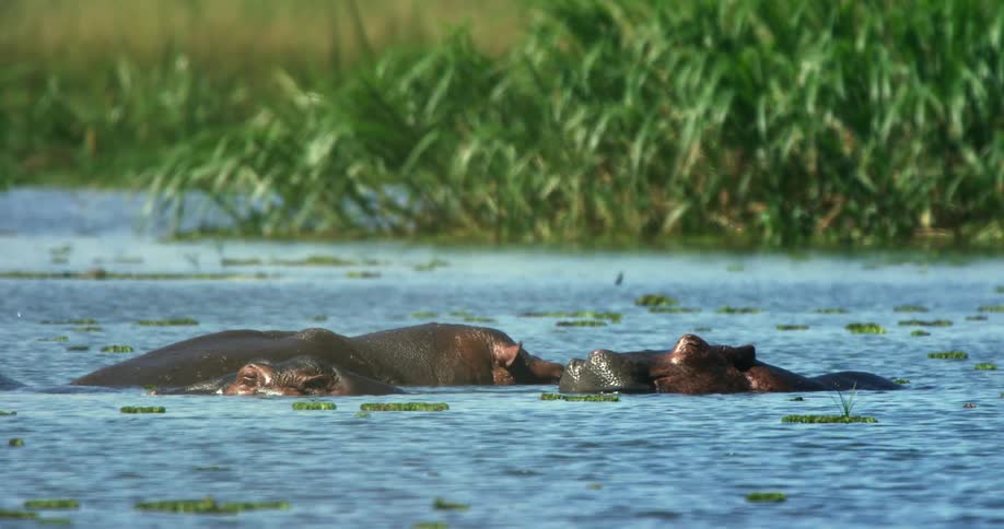Hippopotamus herd floats in river near riverbank
